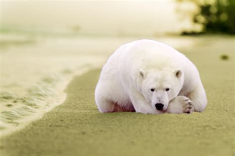 image d'ours polaire sur une image de plage.